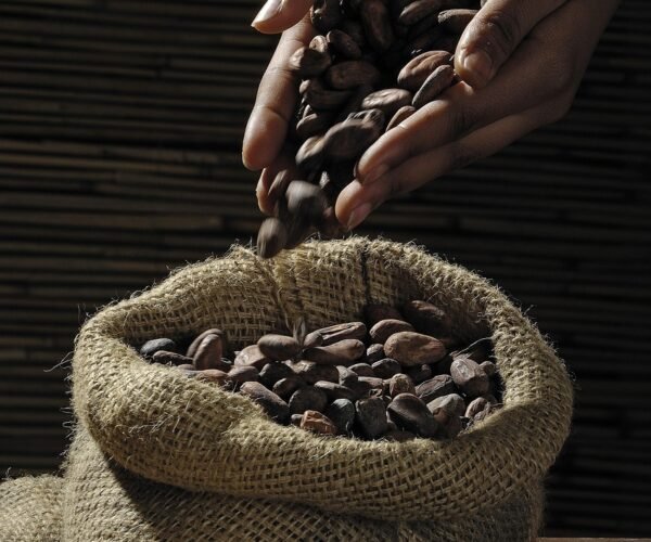 526663-cocoa-beans-499970_1280