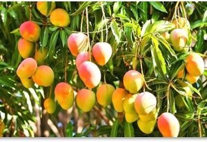 Mangue Fraîche – Origine Afrique