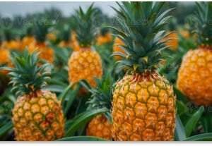Ananas Frais – Origine Afrique