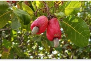Anacarde – Origine Afrique