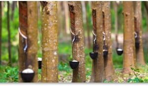 Hévéa (Caoutchouc Naturel) – Origine Afrique