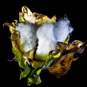 Coton Brut – Origine Afrique