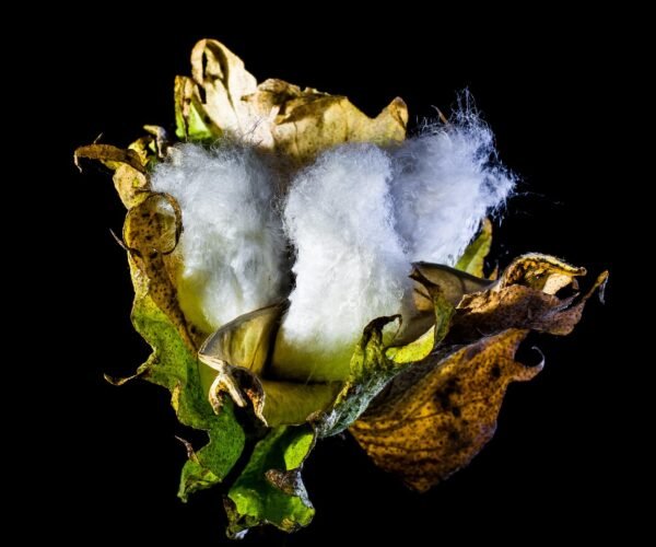 josch13-cotton-capsule-293692_1280